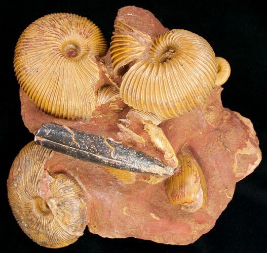 Stunning Cluster of Macrocephalites Ammonites #11487